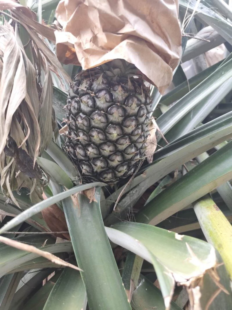 台农16甜蜜蜜凤梨金钻菠萝芒果凤梨基地直供