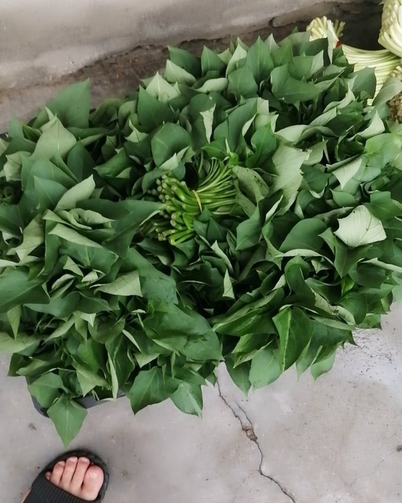 农家自种番薯叶