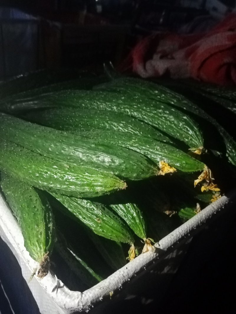 精品黃瓜，质量好，产地直供