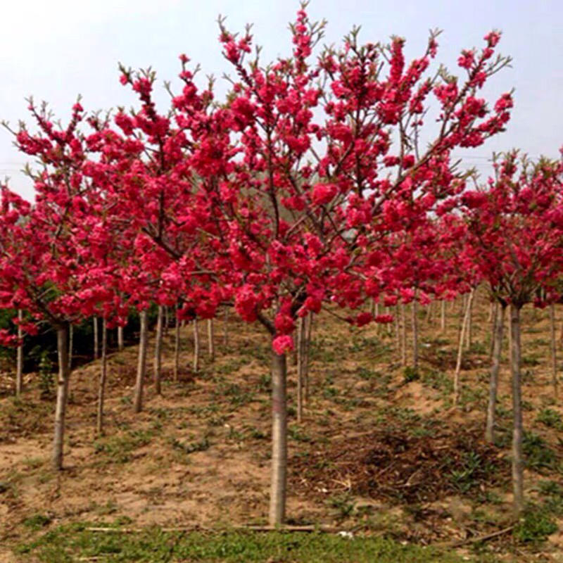 红叶碧桃绿化工程苗木南北方种植观赏花卉盆栽