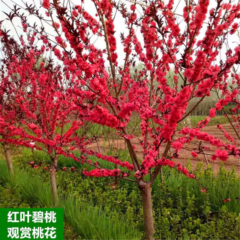 红叶碧桃绿化工程苗木南北方种植观赏花卉盆栽