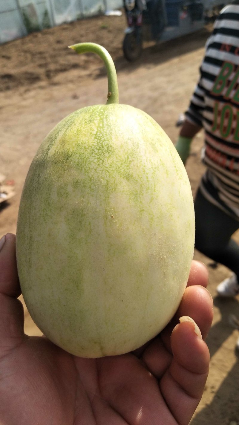 本地香瓜以大量上市，价格大幅度下降有需要的老板联系我