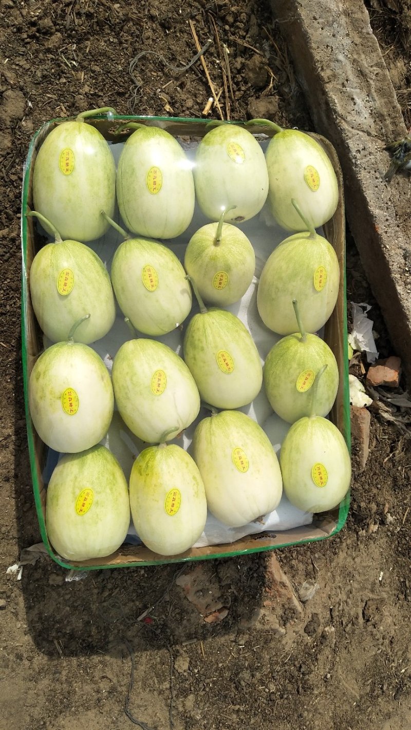 本地香瓜以大量上市，价格大幅度下降有需要的老板联系我