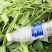 龙九西瓜红商薯19薯苗
