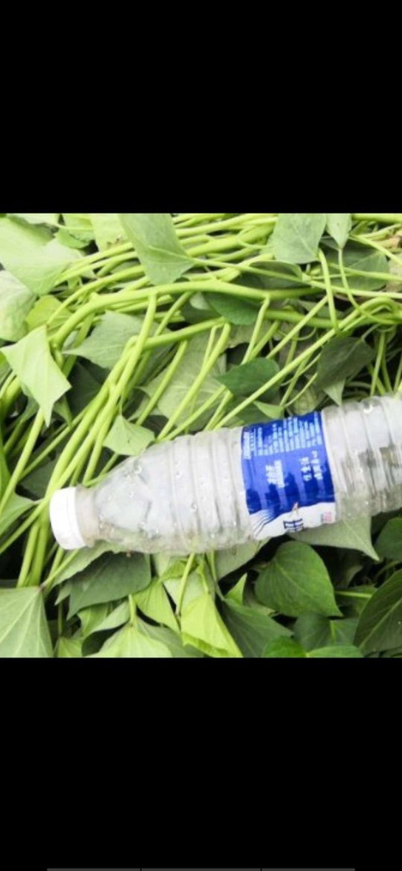 龙九西瓜红商薯19薯苗