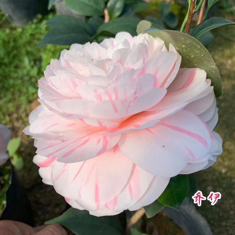 包邮乔伊五色赤丹茶花室内盆栽绿植花卉四季常青阳