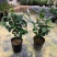 包邮乔伊五色赤丹茶花室内盆栽绿植花卉四季常青阳