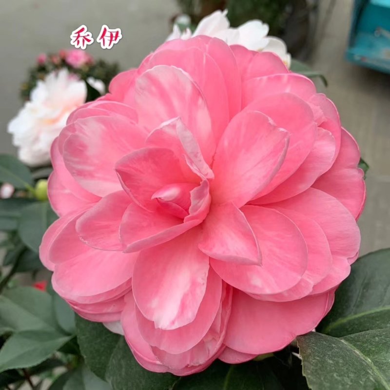 包邮乔伊五色赤丹茶花室内盆栽绿植花卉四季常青阳