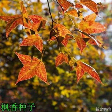 新采枫香种子山枫香树种子矿区园林绿化苗木种子风景树乔木种