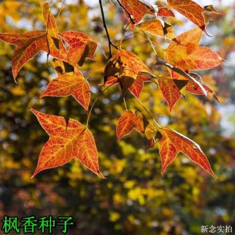 新采枫香种子山枫香树种子矿区园林绿化苗木种子风景树乔木种