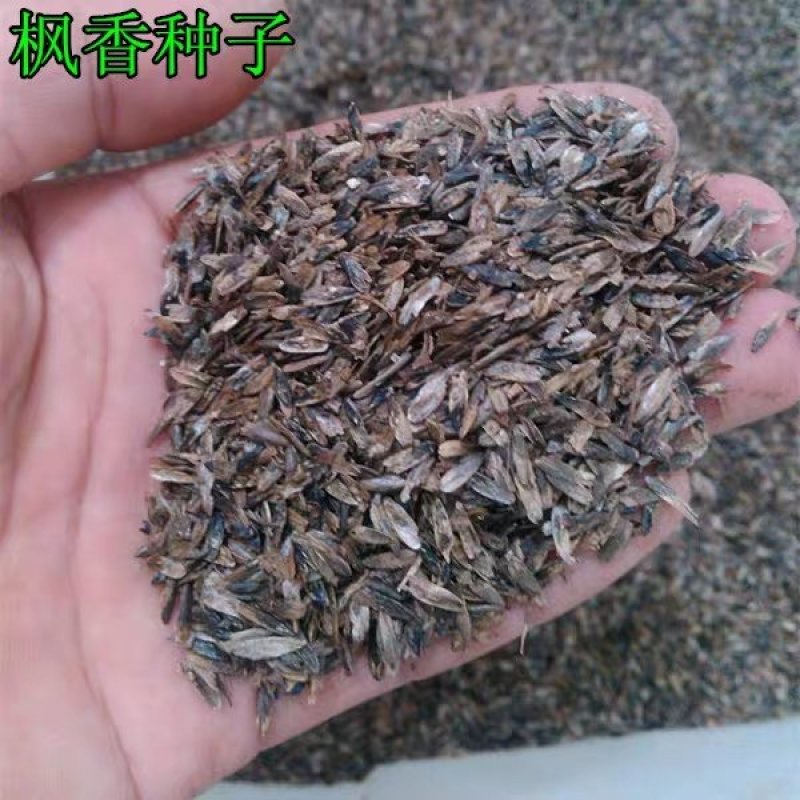 新采枫香种子山枫香树种子矿区园林绿化苗木种子风景树乔木种