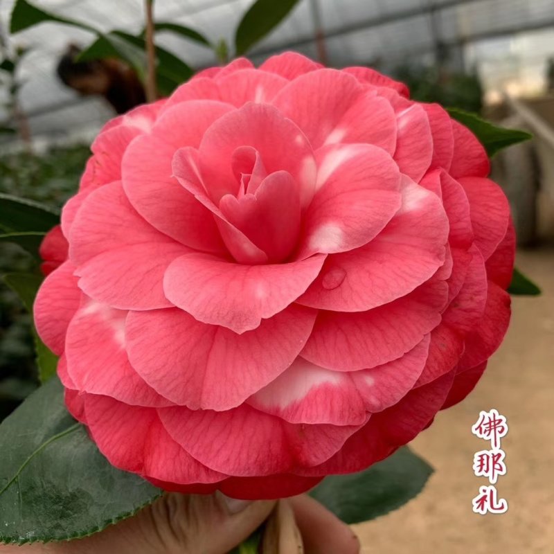 包邮乔伊五色赤丹茶花室内盆栽绿植花卉四季常青阳