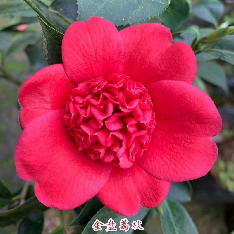 包邮乔伊五色赤丹茶花室内盆栽绿植花卉四季常青阳