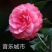 包邮乔伊五色赤丹茶花室内盆栽绿植花卉四季常青阳