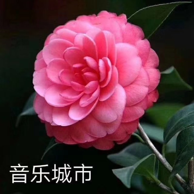 包邮乔伊五色赤丹茶花室内盆栽绿植花卉四季常青阳