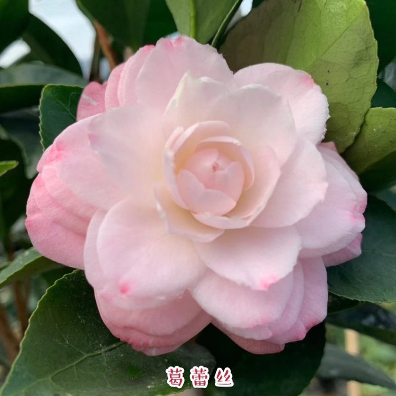 包邮乔伊五色赤丹茶花室内盆栽绿植花卉四季常青阳