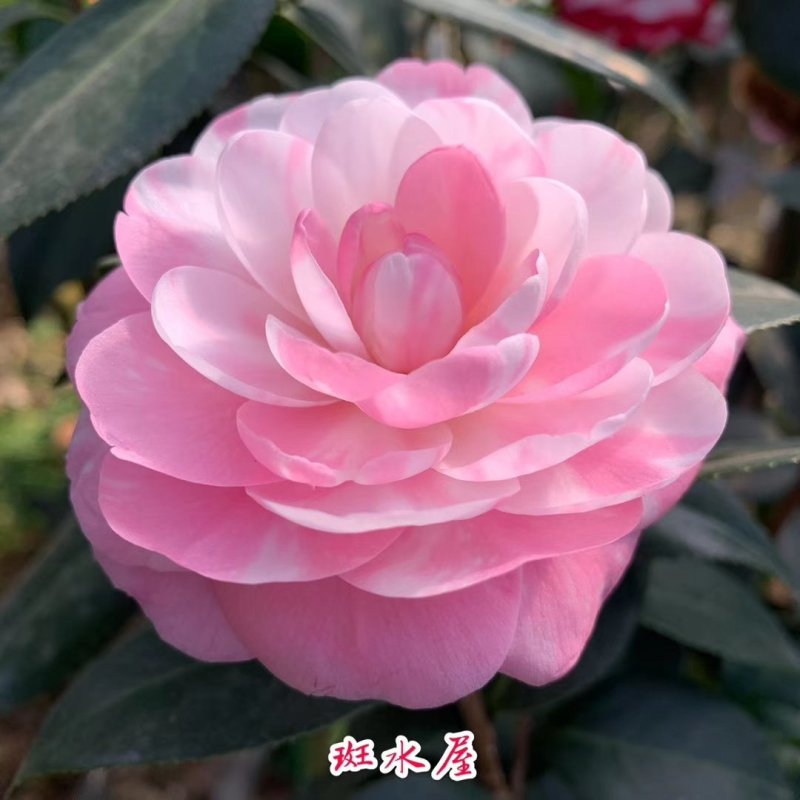 包邮乔伊五色赤丹茶花室内盆栽绿植花卉四季常青阳