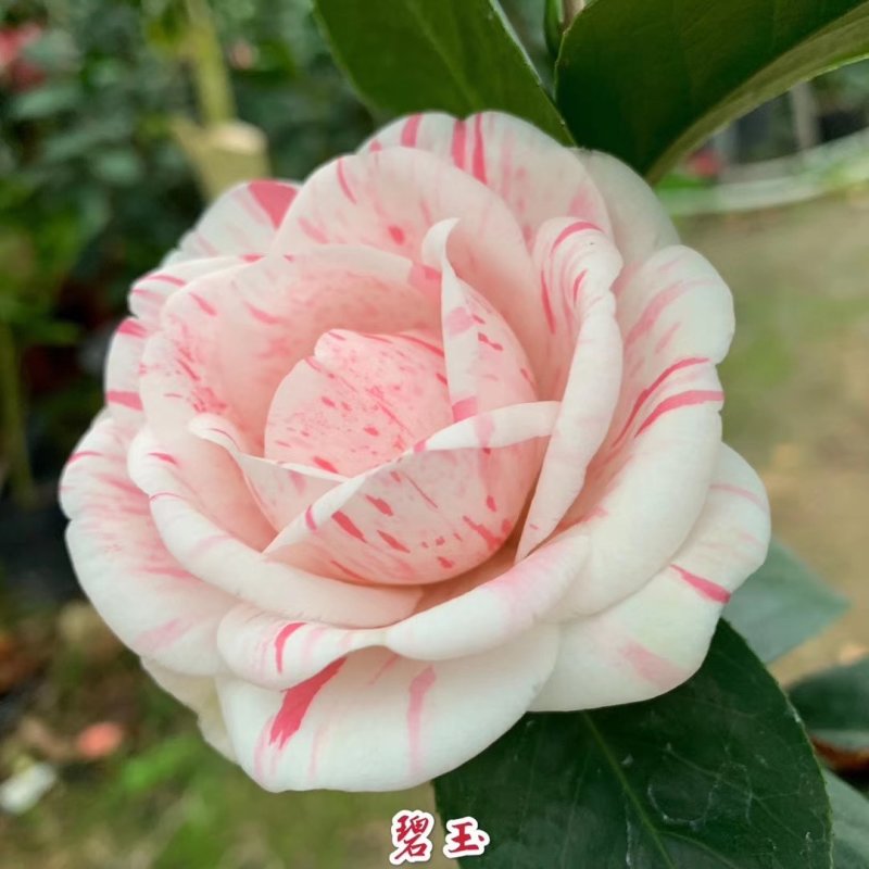 包邮乔伊五色赤丹茶花室内盆栽绿植花卉四季常青阳