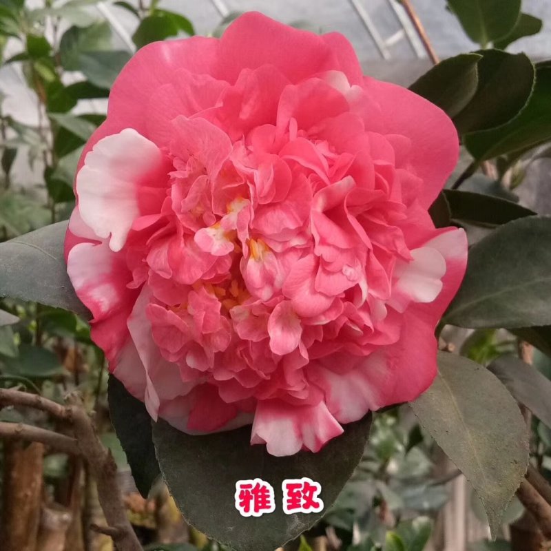 包邮乔伊五色赤丹茶花室内盆栽绿植花卉四季常青阳