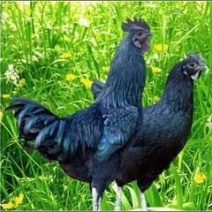脱温鸡苗红瑶鸡五黑鸡快大青脚麻苗疫苗齐全半斤多