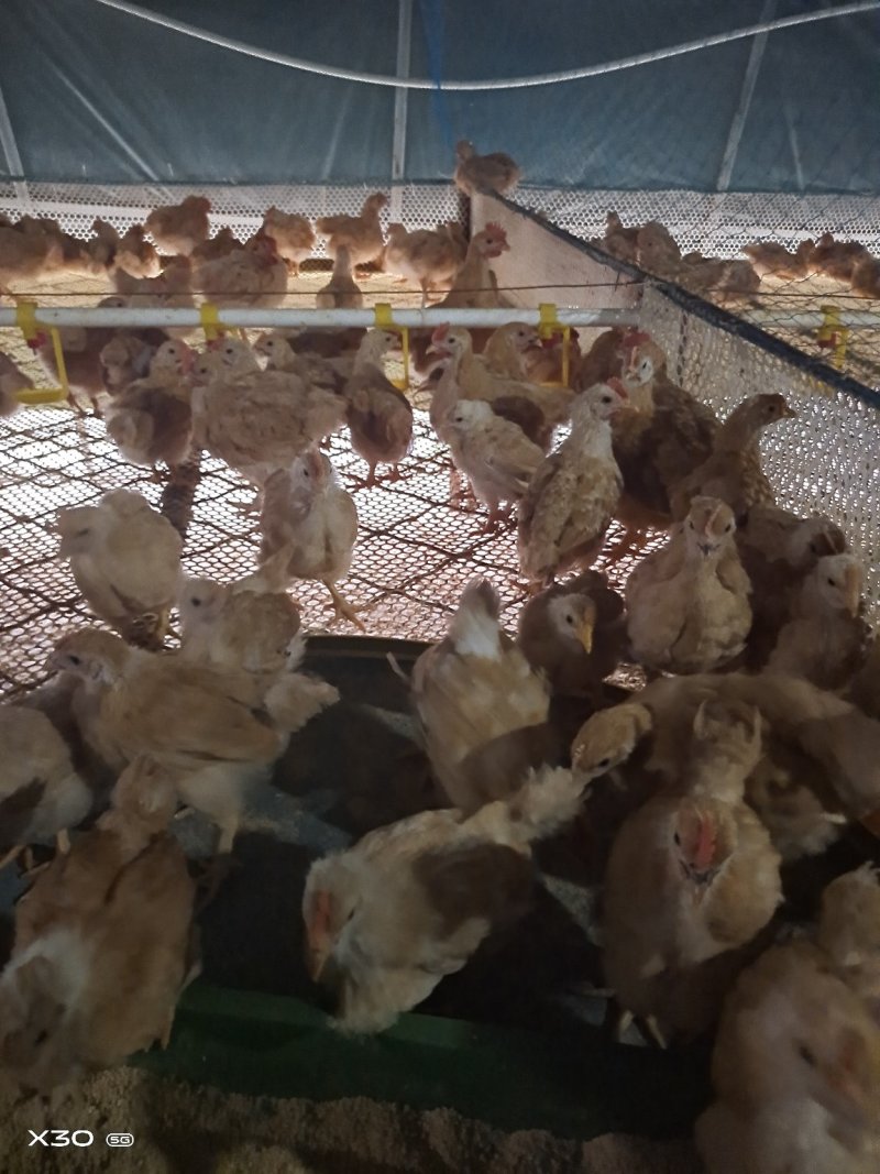 脱温鸡苗红瑶鸡五黑鸡快大青脚麻苗疫苗齐全半斤多