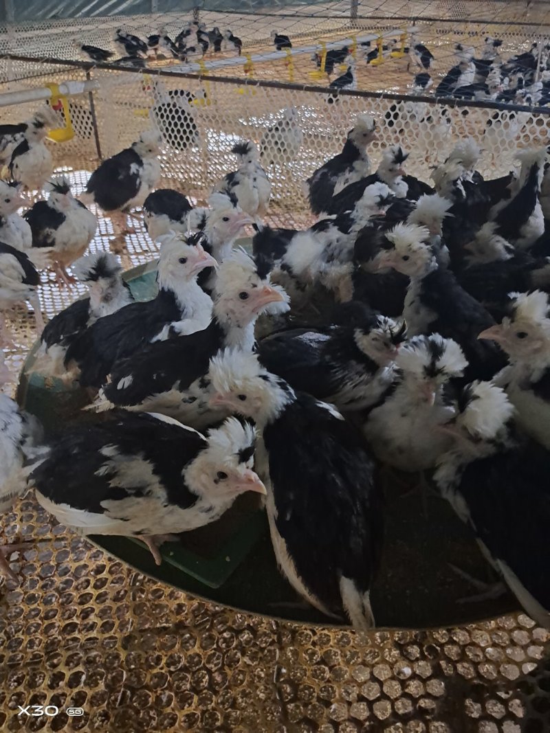 脱温鸡苗红瑶鸡五黑鸡快大青脚麻苗疫苗齐全半斤多