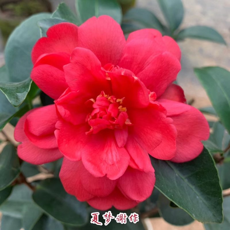 包邮乔伊五色赤丹茶花室内盆栽绿植花卉四季常青阳