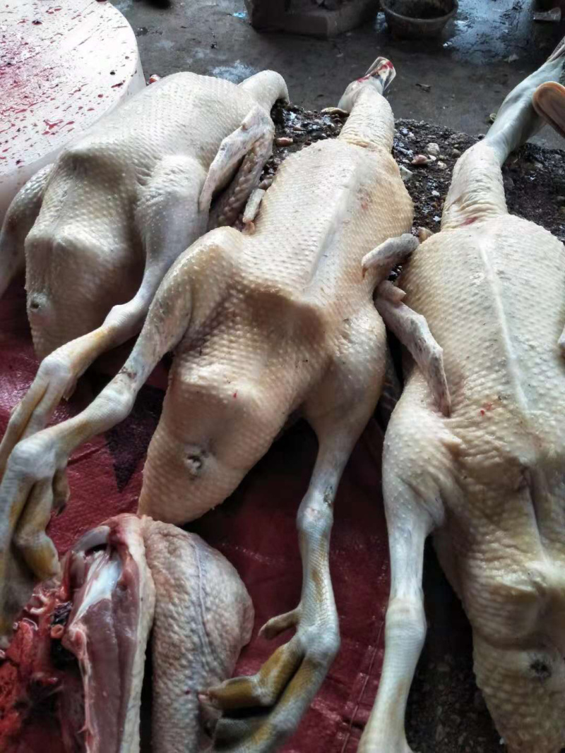 黑骡鸭