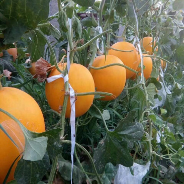 瓜果类，黄皮，久红瑞，五岳独尊