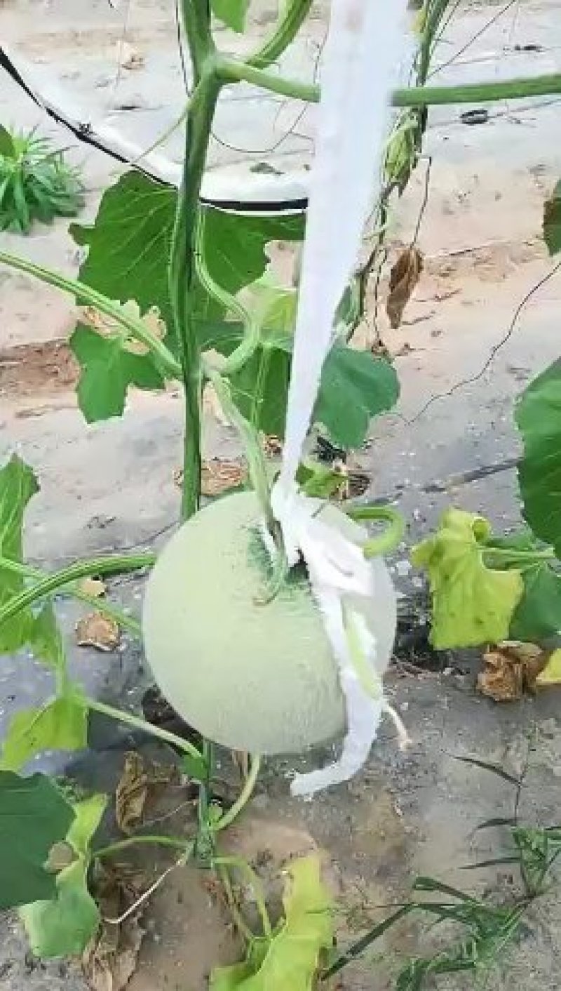 网纹瓜地头直销