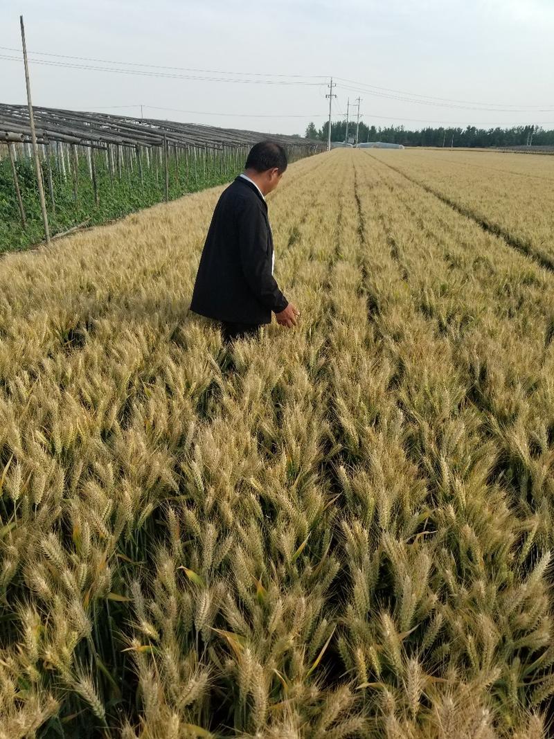 吨麦风和高产小麦种子穗粒数85以上，株高65公分矮杆抗病