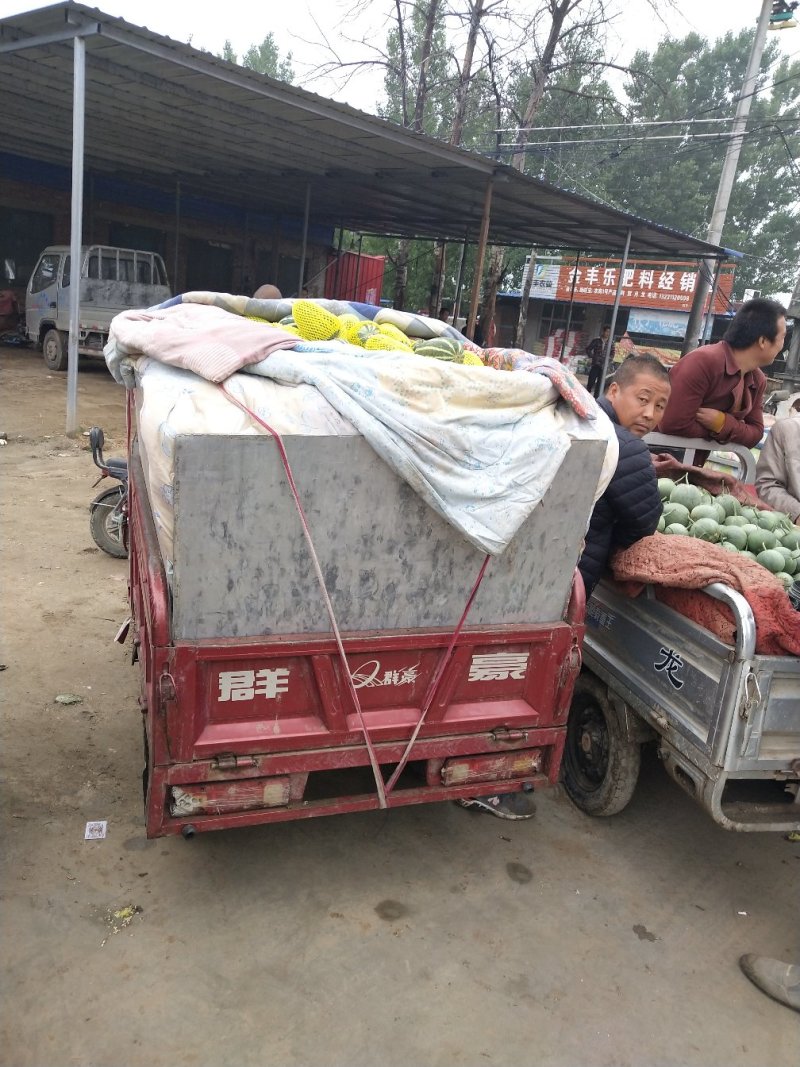 万亩大棚博洋九，九一，六一