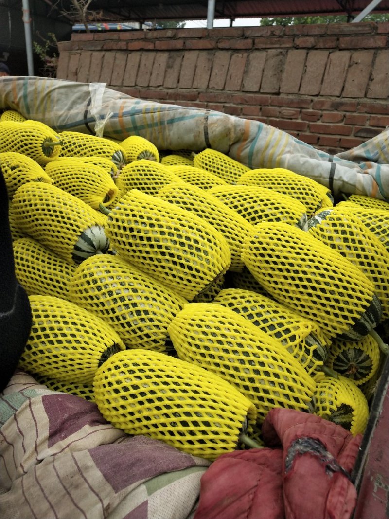 万亩大棚博洋九，九一，六一