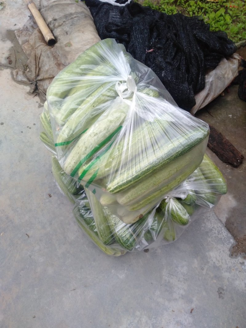 优质旱黄瓜大量上市品质好质量高。欢迎各地客商咨询