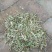 花生秧厂家直销牛羊马兔饲料!!!!!!