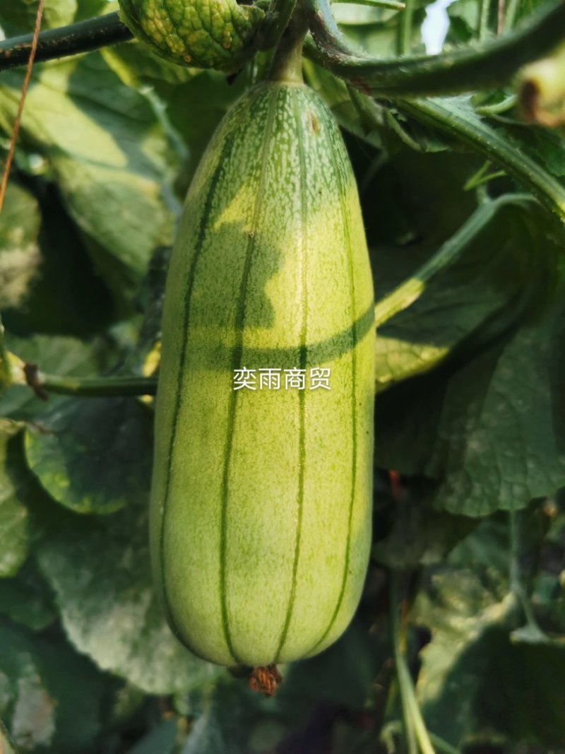 高石脆瓜