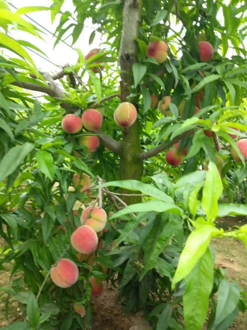河南内黄优质黄金蜜四号号锦绣黄桃种植基地欢迎订购