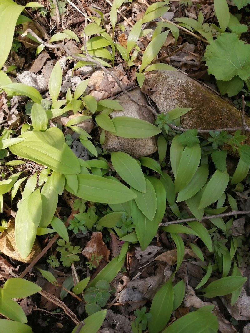 山野菜