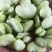 【推荐】江苏新鲜现剥蚕豆米蚕豆瓣品质好一手货源欢迎采购