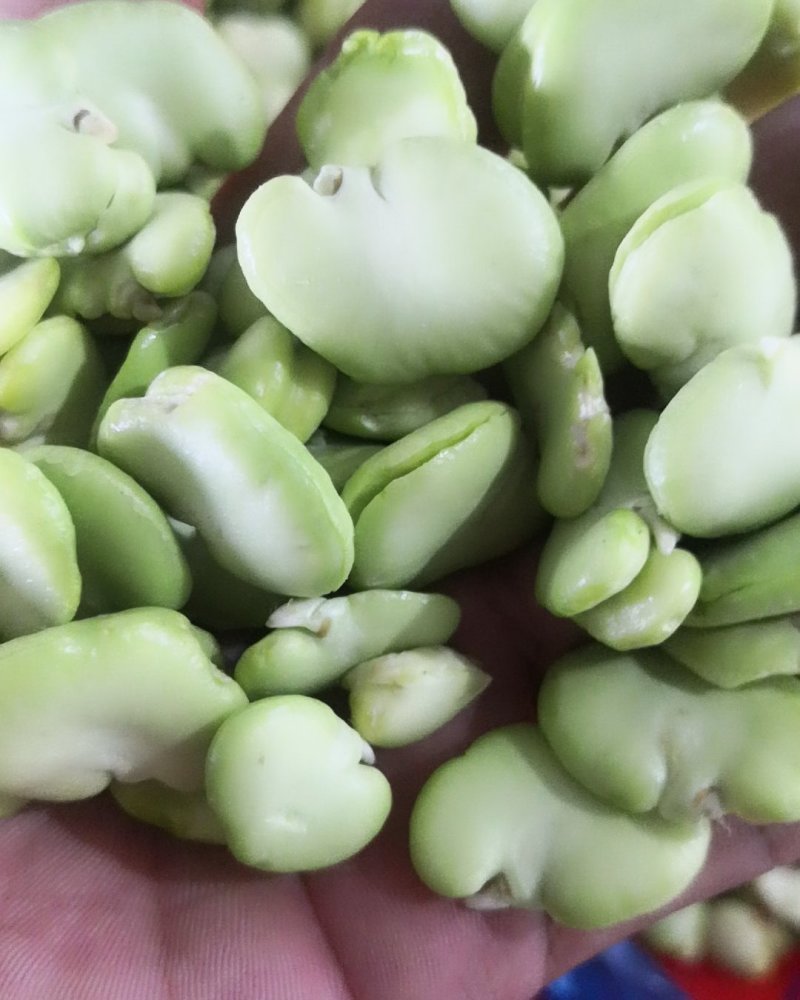 【推荐】江苏新鲜现剥蚕豆米蚕豆瓣品质好一手货源欢迎采购