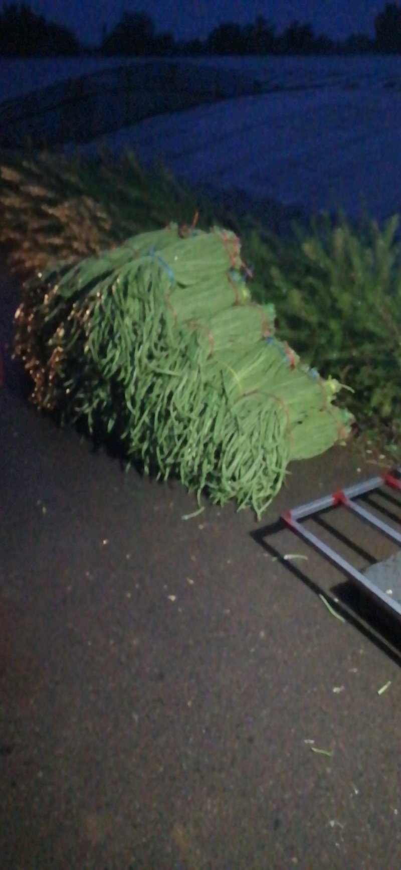 豆角大量上市，产地直销，