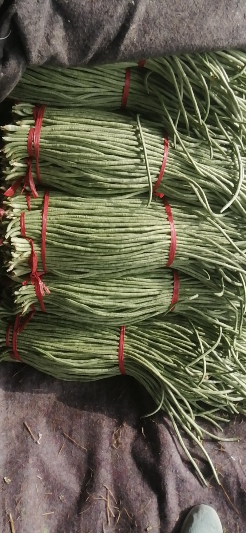 豆角大量上市，产地直销，