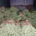 豆角大量上市，产地直销，