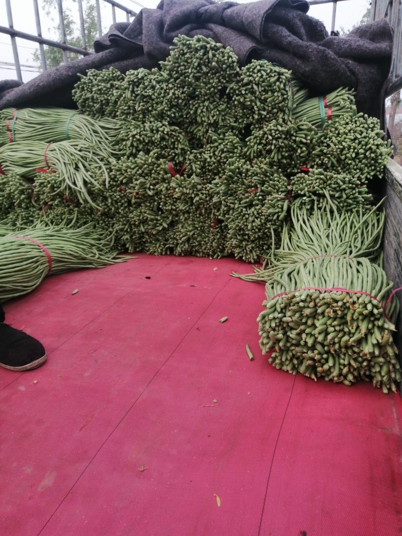 豆角大量上市，产地直销，