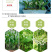 铃兰铃兰种根风铃兰花四季耐寒植物