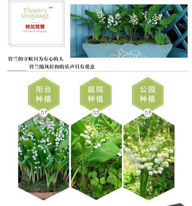 铃兰铃兰种根风铃兰花四季耐寒植物
