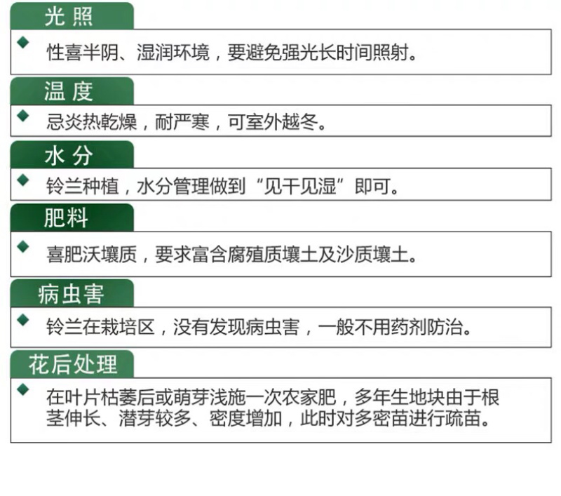 铃兰铃兰种根风铃兰花四季耐寒植物
