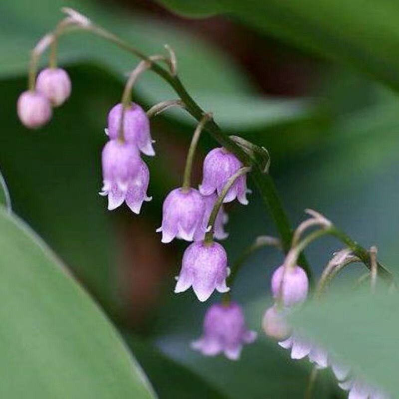 铃兰铃兰种根风铃兰花四季耐寒植物