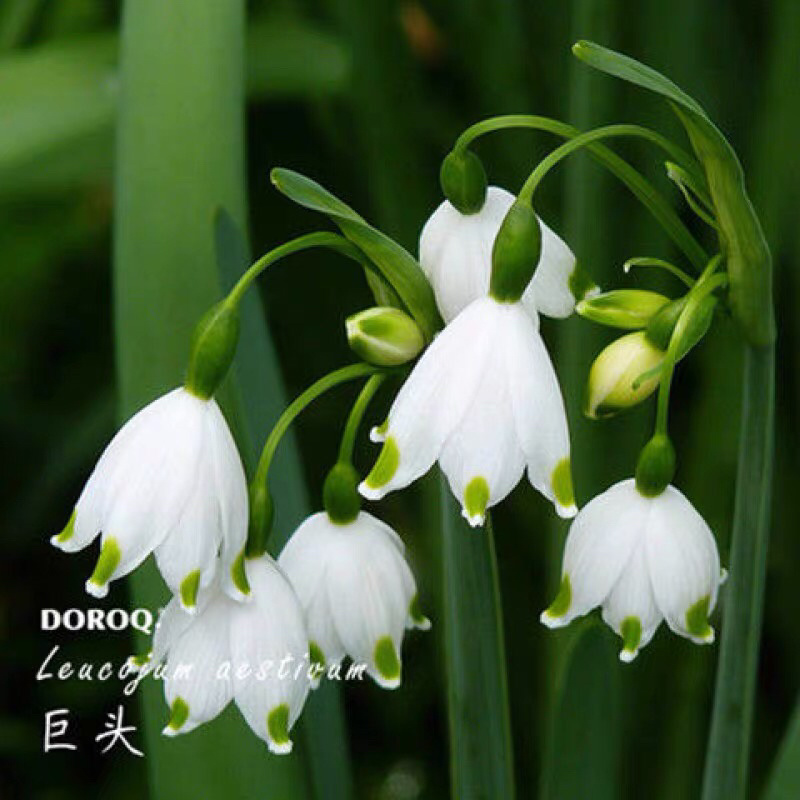 铃兰铃兰种根风铃兰花四季耐寒植物