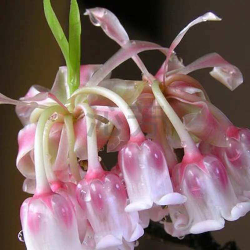 铃兰铃兰种根风铃兰花四季耐寒植物